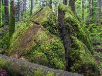 Mit Moos bedeckter, gespaltener großer Felsblock